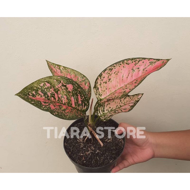 tanaman hias aglonema ruby valentine 3-5 daun + pot Tanaman hias