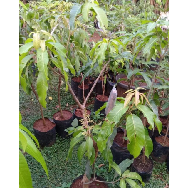 Bibit mangga namdokmai(golden)