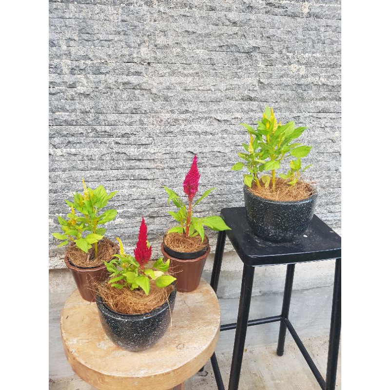 jengger ayam/celosia