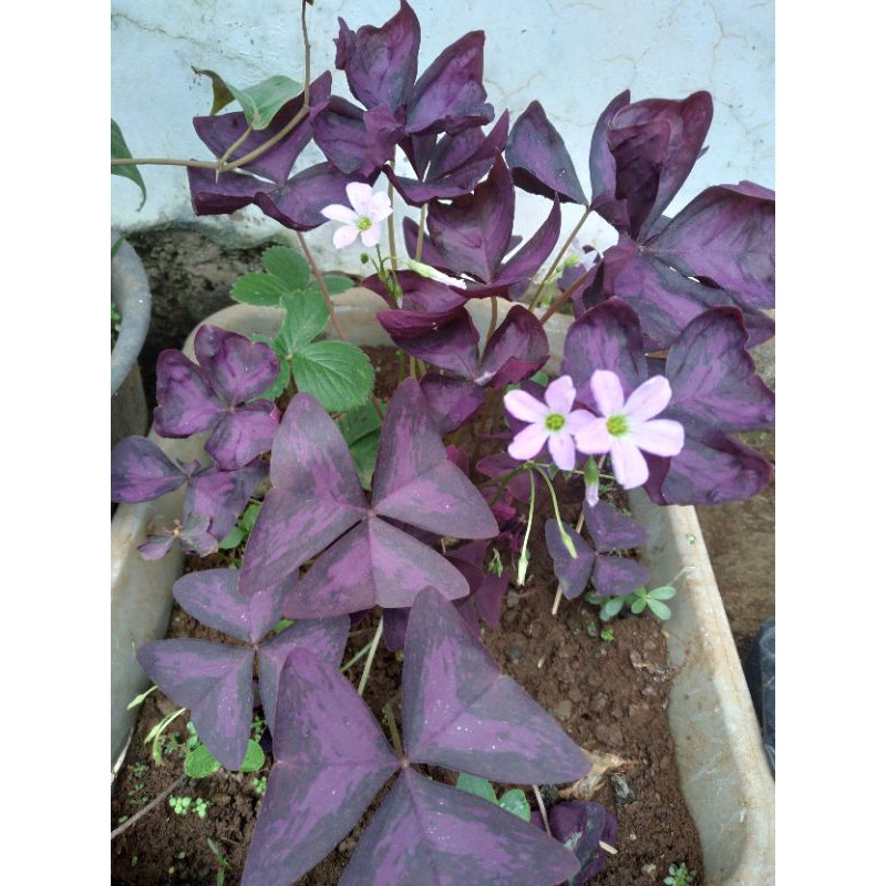 BUNGA KUPU KUPU OXALIS UNGU