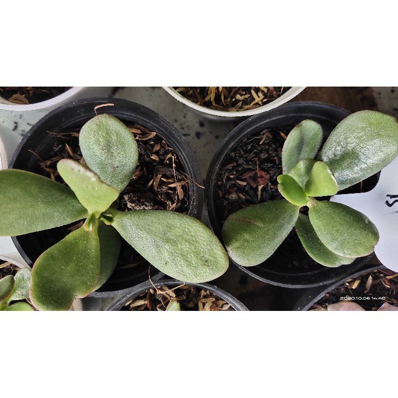 Jade plant hijau + pot hitam 8cm/ sekulen /sukulen / succulent