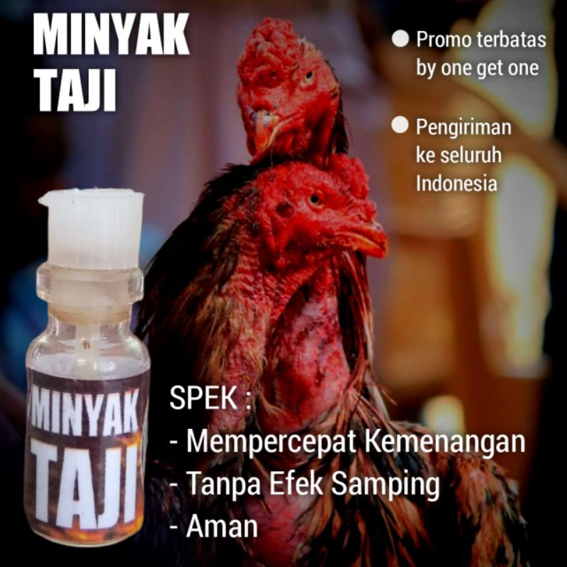 Minyak Taji racun Jalu ayam Bangkok sabung aduan rahasia para petarung