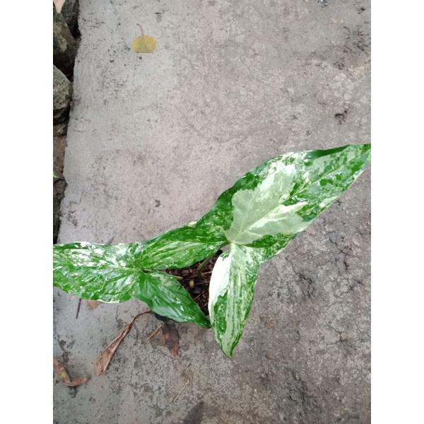 Syngonium Albo|| Syngonium varigata