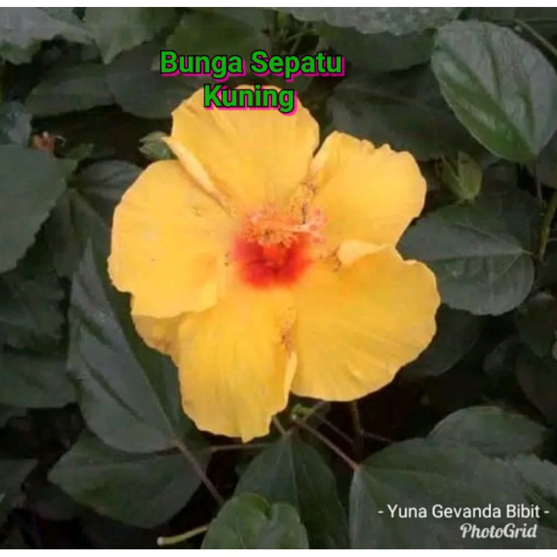 Bibit Tanaman Hias Bunga Sepatu Kuning Tumpuk