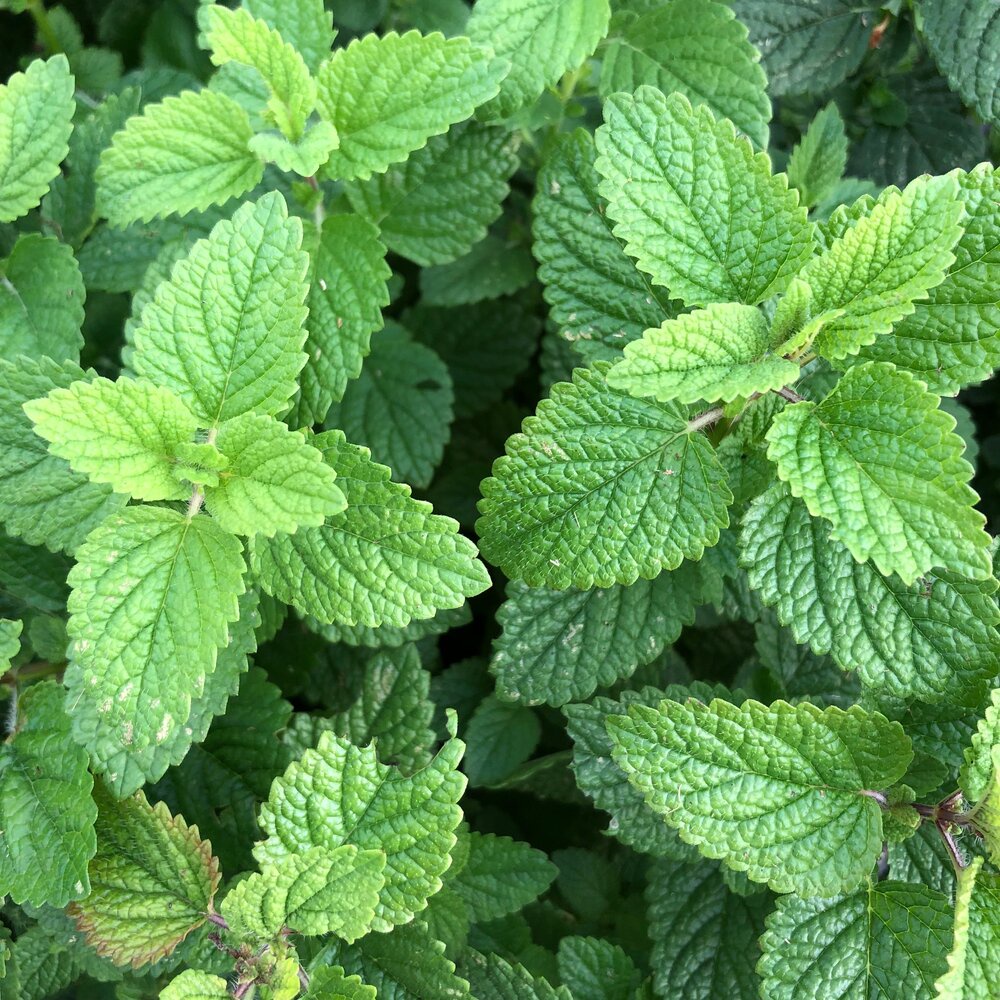 Benih Bibit Biji - Lemon Balm Herb Melissa officinalis Seeds - IMPORT