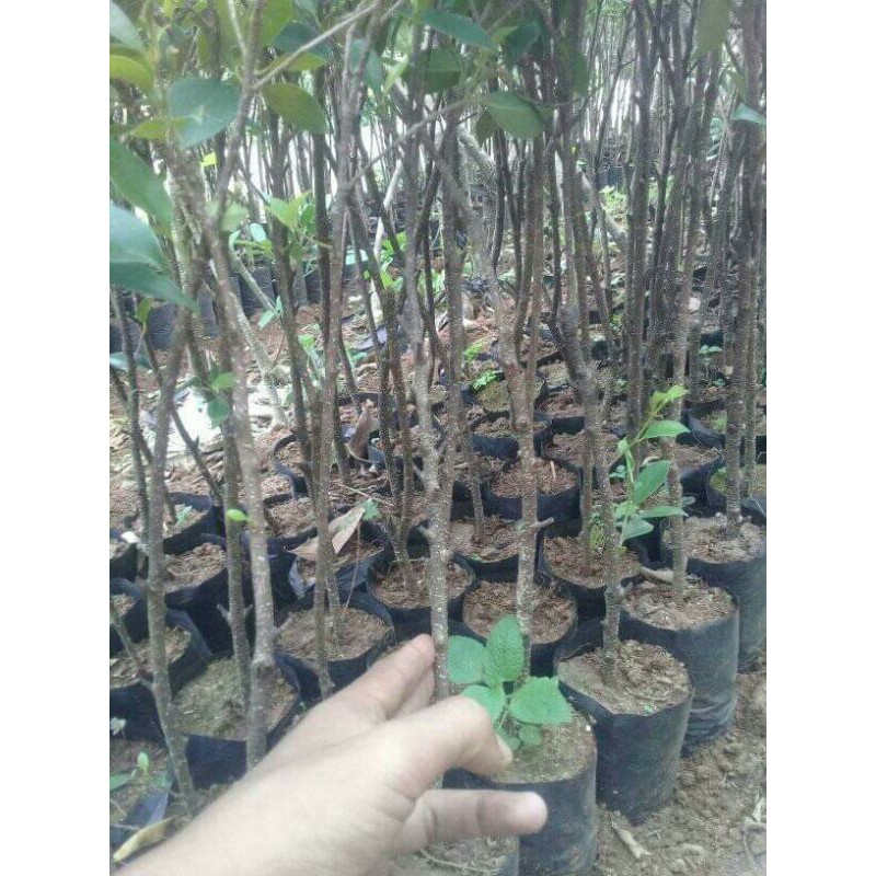 Bibit bonsai beringin kimeng
