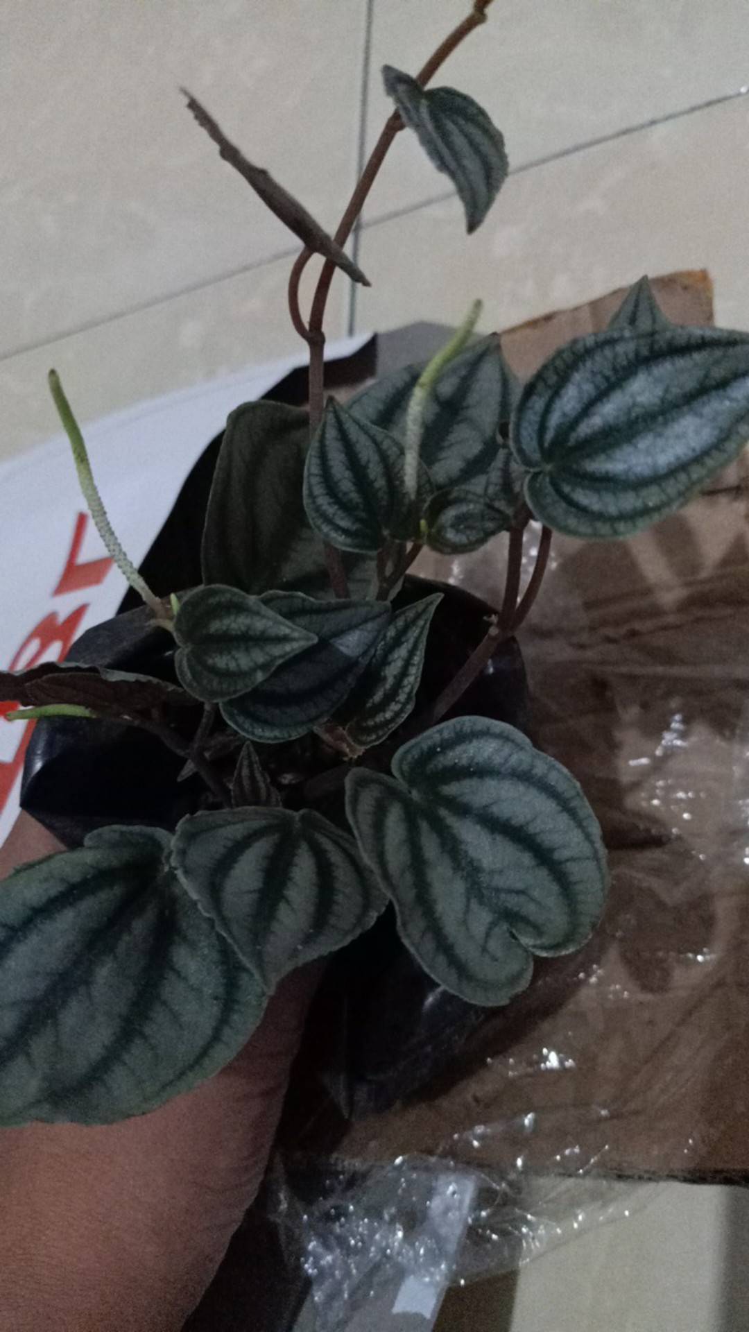 Peperomia Silver Tanaman  Hias  Gantung  Shopee Indonesia