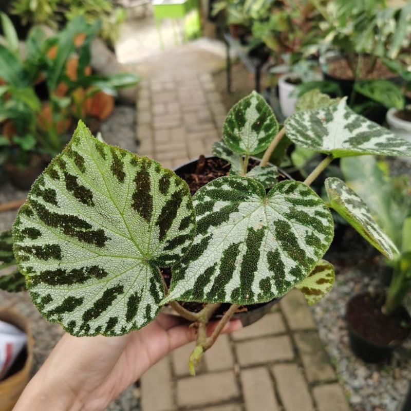begonia imperialis tanaman hias beginia karpet hijau