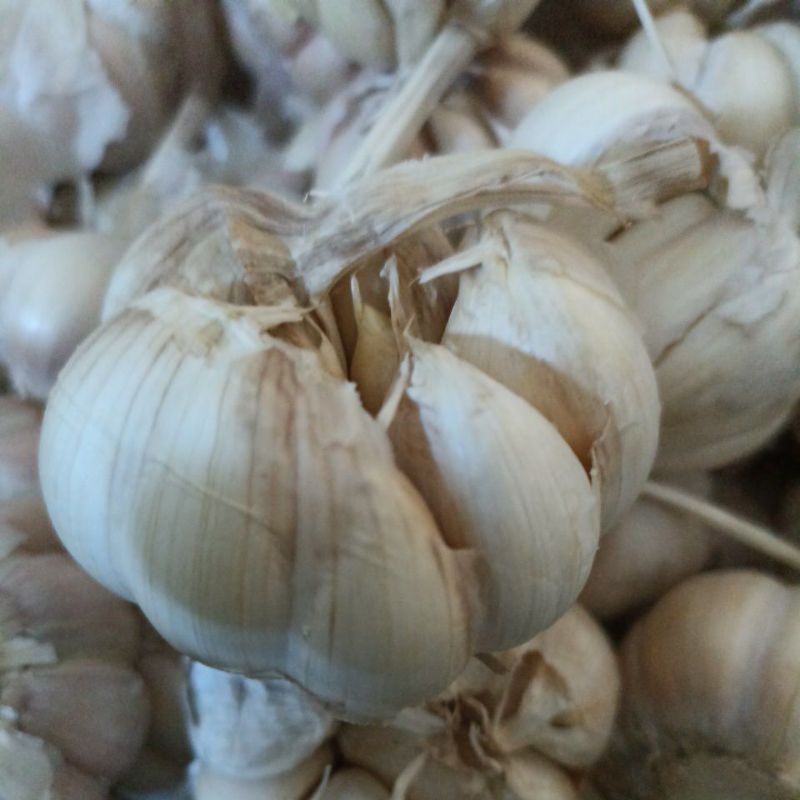 

BAWANG PUTIH BESAR MEDIUM
