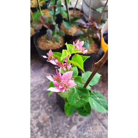 Bibit tanaman bunga hias bougenville - bugenvil hawai cherry blossom pink
