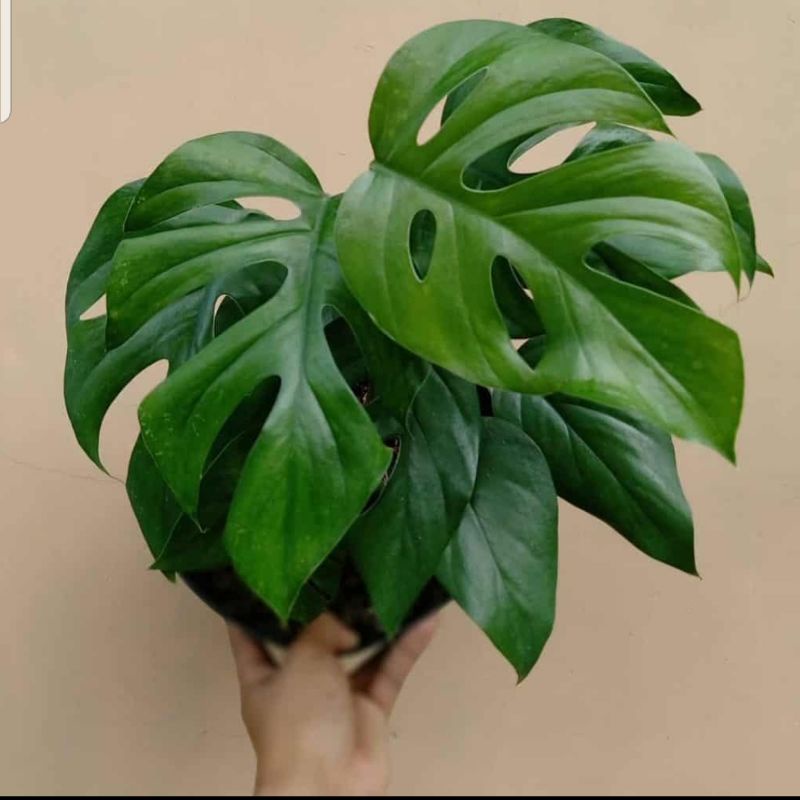 monstera raphidopora/monstera mini