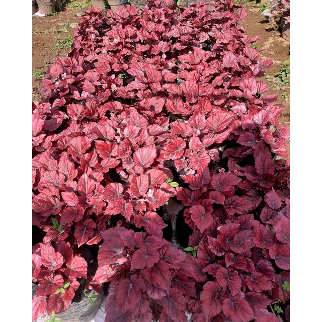 Begonia red chili full pot