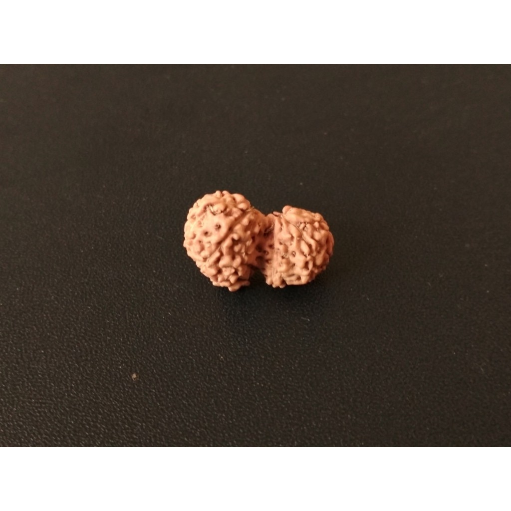Jenitri Garbh Gauri D18.6x12.4 Mukhi 12 Liontin Rudraksha Genitri