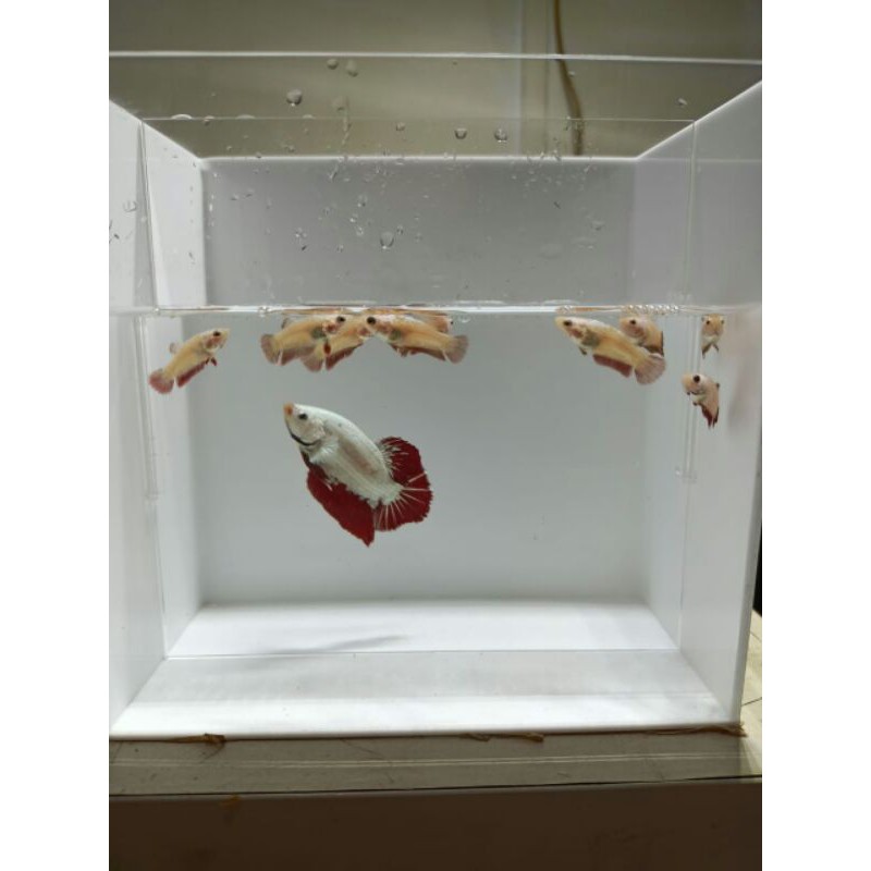 Ikan Cupang Red Dragon