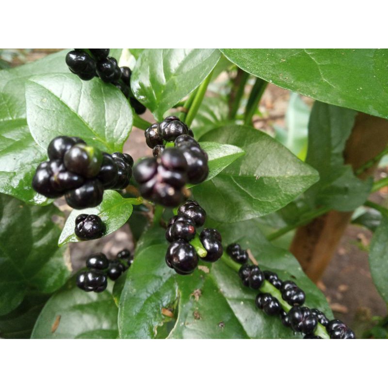 

BUAH ANGKUNG SEGAR 100 BIJI