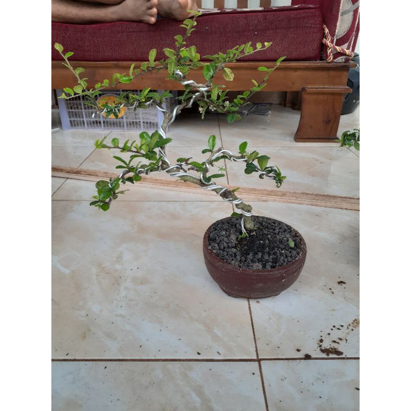 bonsai hokianti
