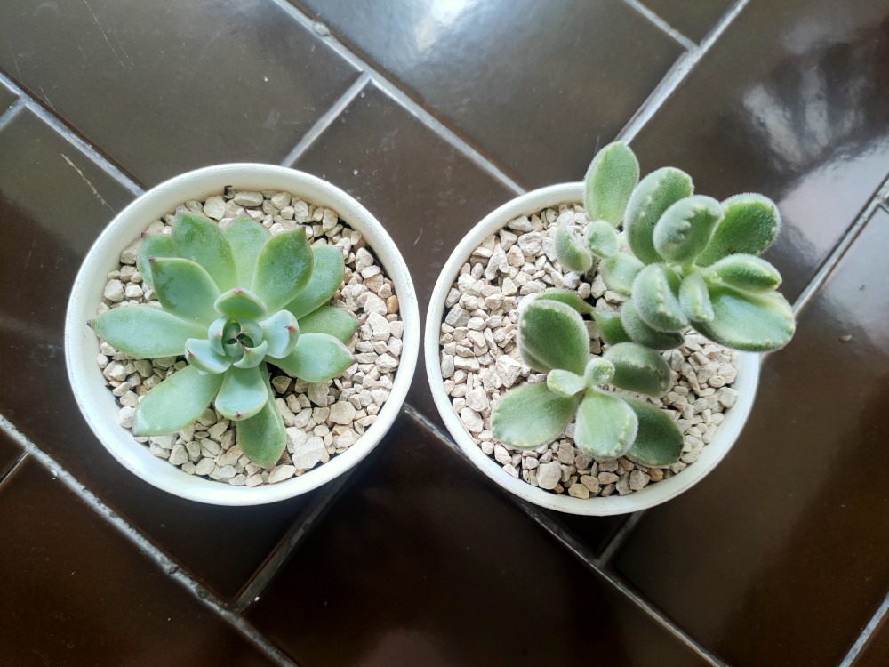 Sukulen Dan Kaktus Mini (echeveria ‘tippy’)