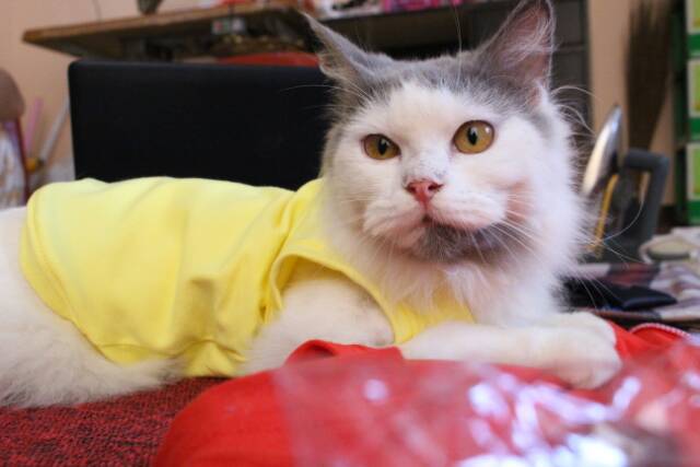 Kaos kucing lucu imut / baju kucing anjing / kaos polos kucing size S M L XL