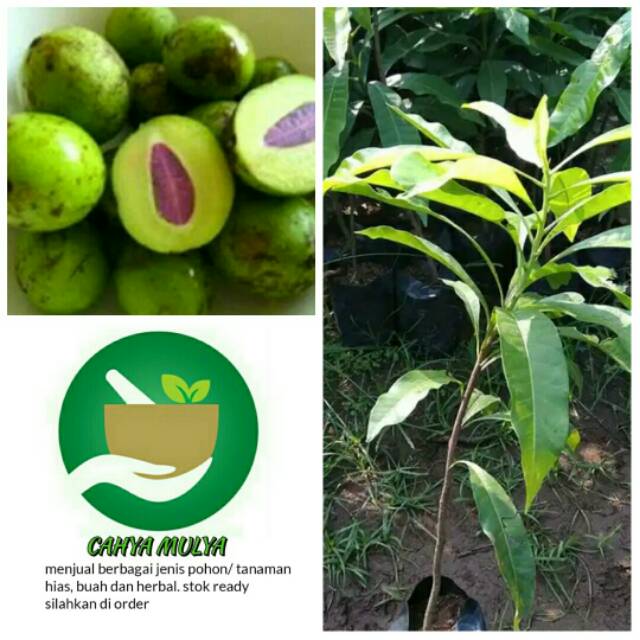 Bibit pohon buah gandaria - pohon buah gandaria - jatake