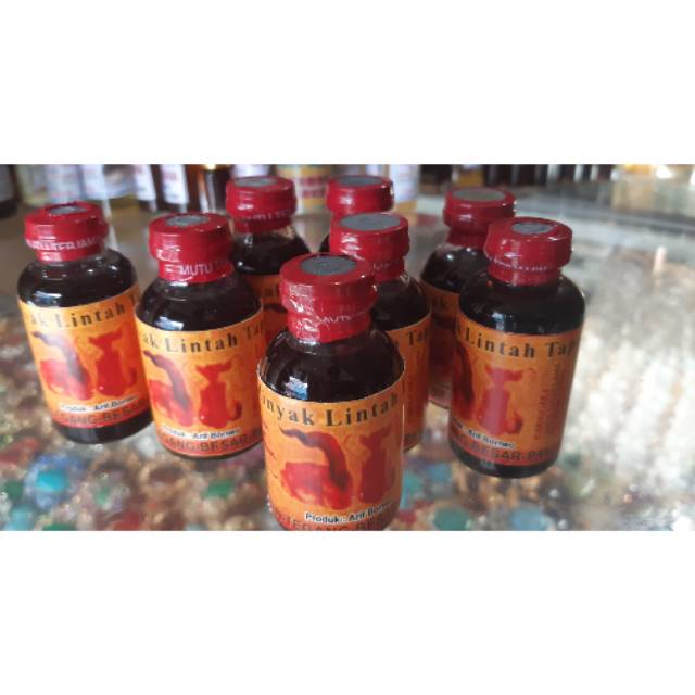 Minyak lintah Tapa