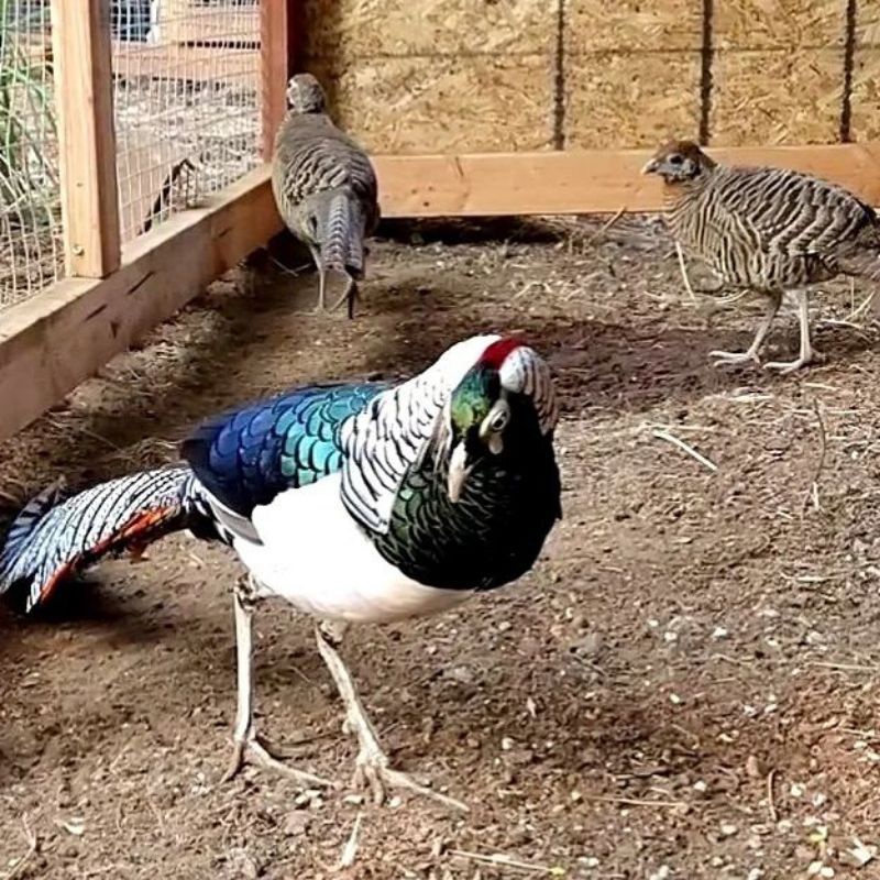 telur ayam hias pheasant lady amherst untuk di tetaskan