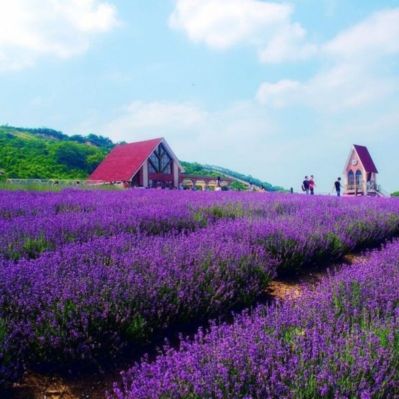 5 Biji Benih Bibit Bunga Langka Petunia Colorful Termurah Mudah Hidup Warna Menarik Mudah Hidup-Lavnder Purple