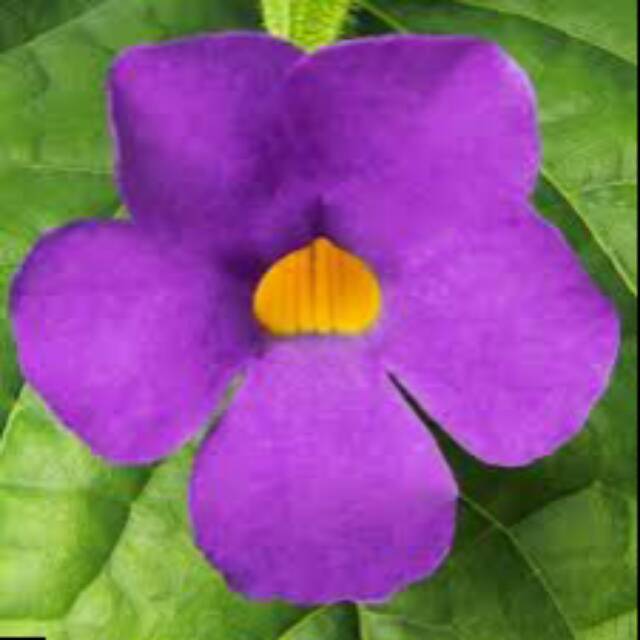 Bibit Tanaman Merambat Bunga Thunbergia Ungu