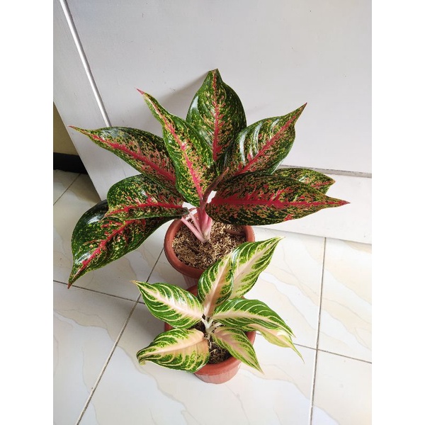 Indukan hot flaming lady aglonema