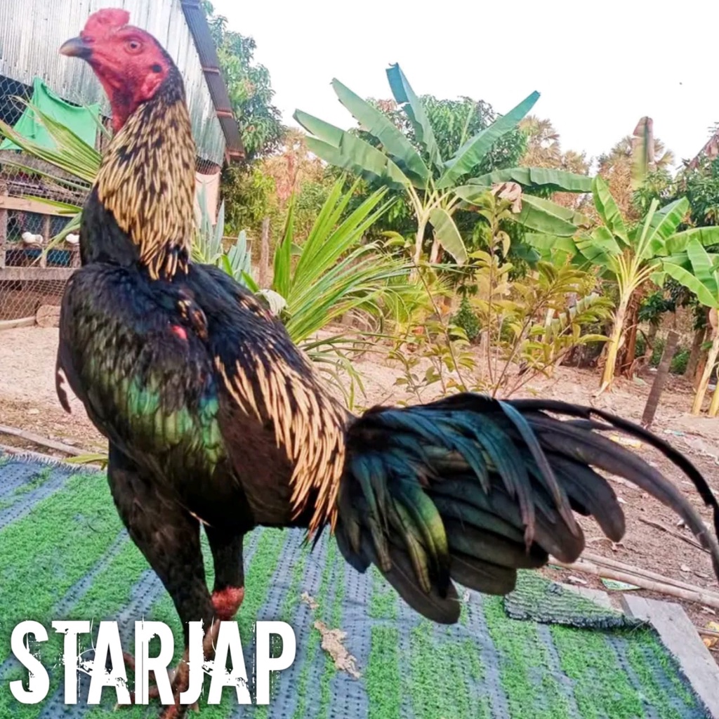 ayam bangkok asli telur fertil siap tetas jalak mangon