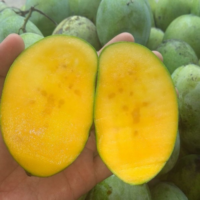 Bibit mangga madu