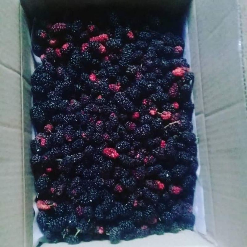 Buah Blackberry Frozen /mulberry beku /buah mulberies 500gr