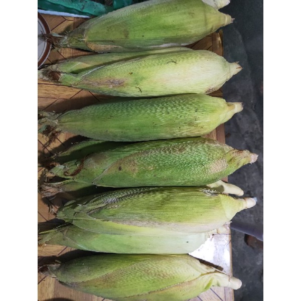 JAGUNG MANIS 1 BUAH / JAGUNG KULIT