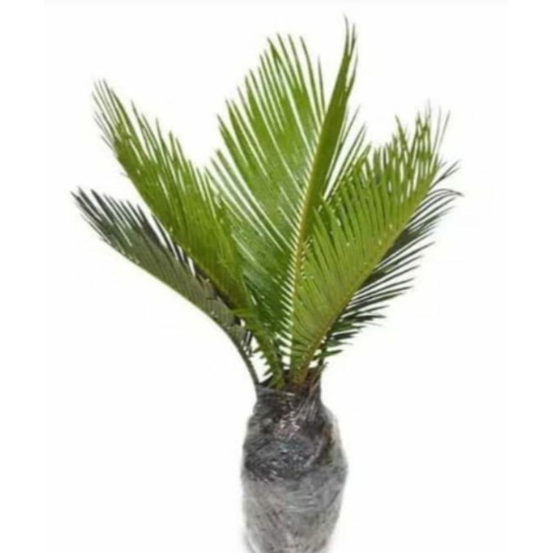 Palm Sikas