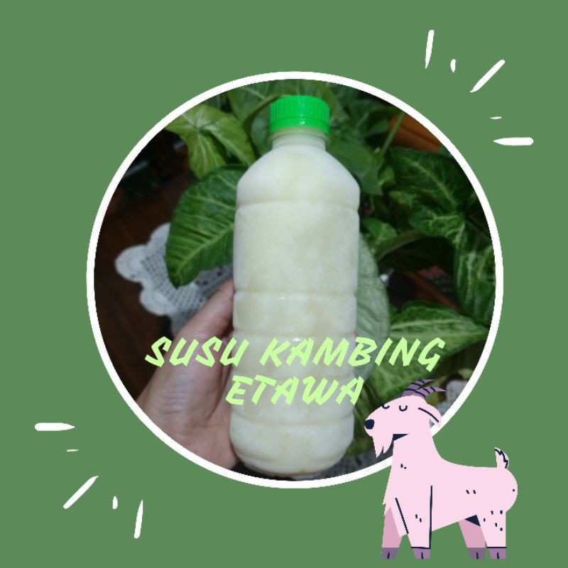 

SUSU MURNI KAMBING ETAWA - Susu segar