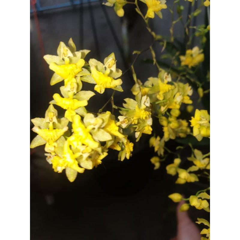 Anggrek oncidium mini twinkle yellow dewasa spike bakal bunga