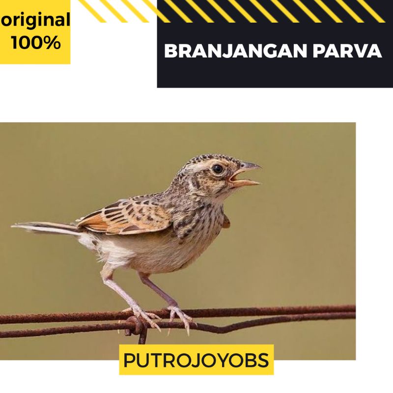 BRANJANGAN PARVA BAHAN PILIHAN