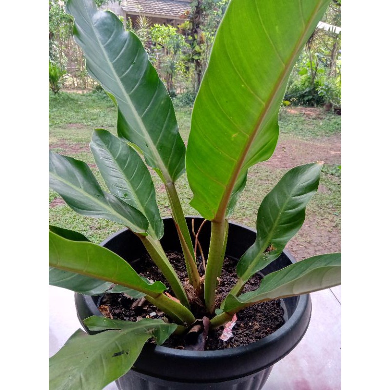 Antorium Black Beauty Batang Pink