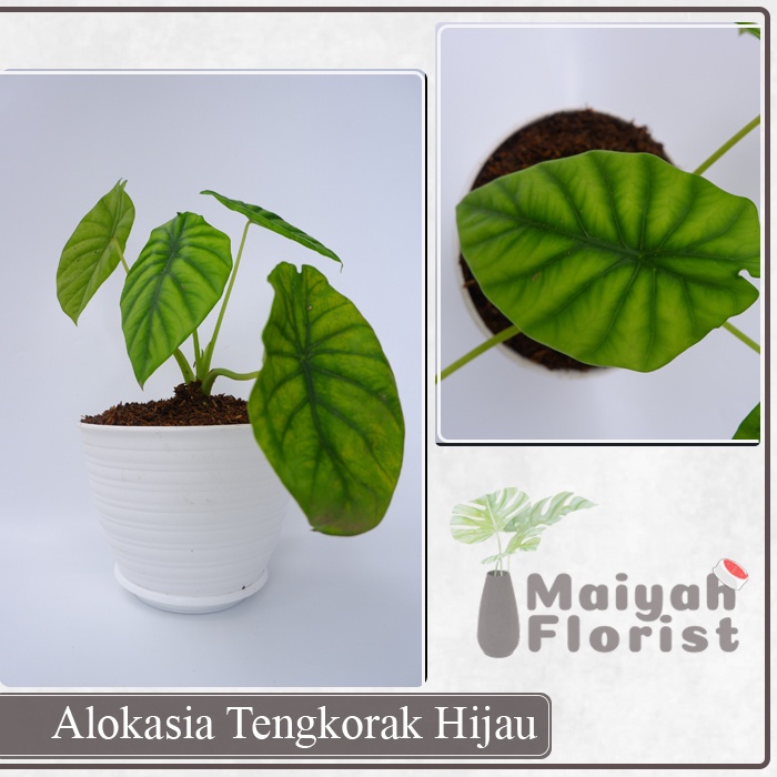 Alokasia Tengkorak Hijau - Alocasia - Keladi - Tanaman Hias