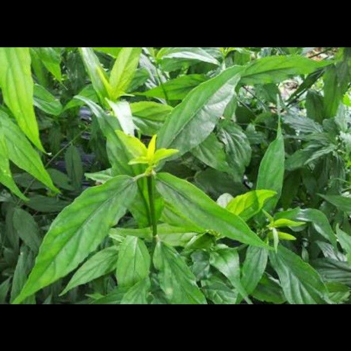 

New Daun belalai gajah 250gram