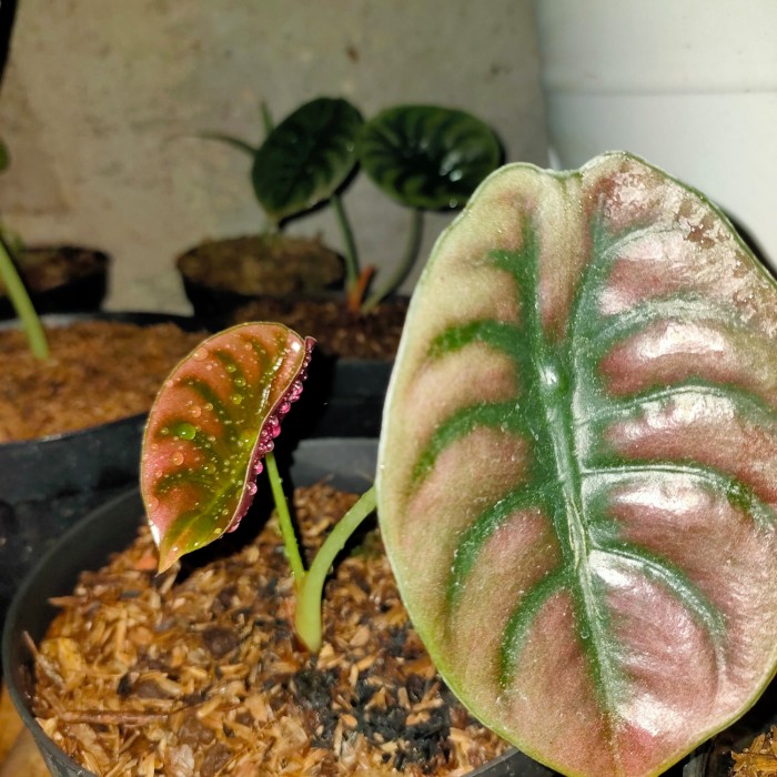 tanaman Hias Keladi tengkorak / alocasia cuprea DEWASA