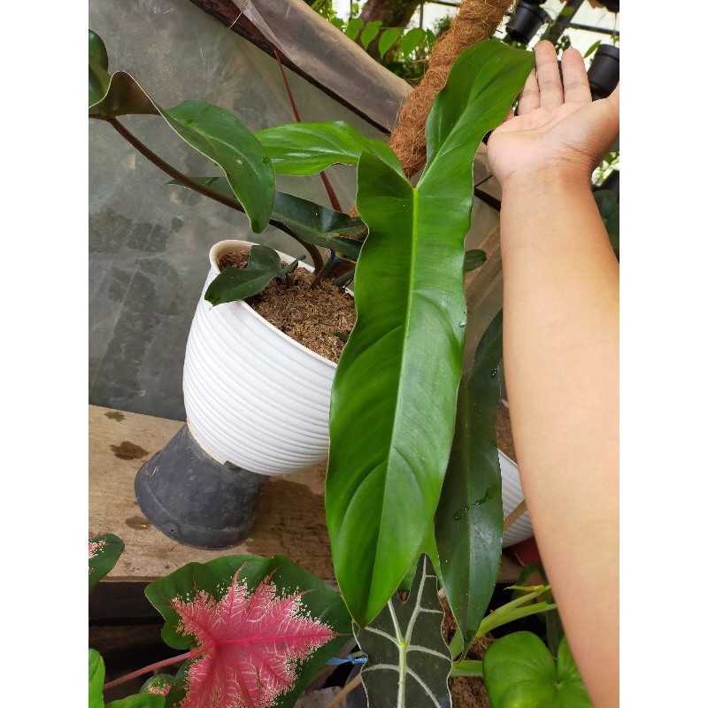 Tanaman hias Philo mexicanum