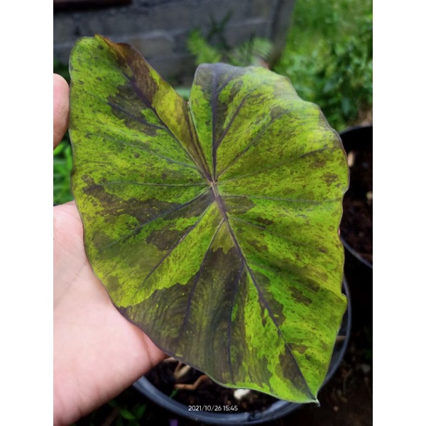 Colocasia Black Marble*