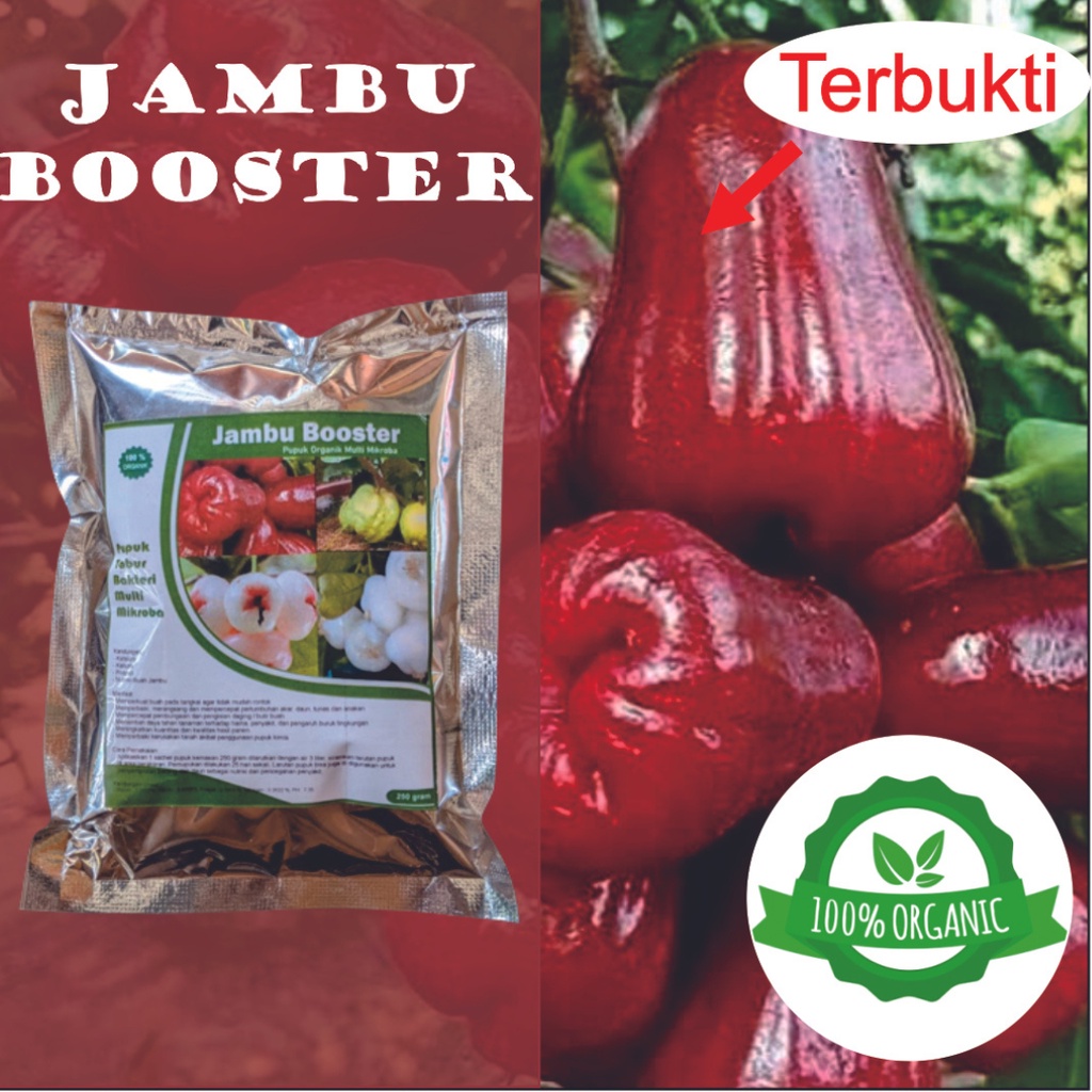 PUPUK BOOSTER JAMBU || PUPUK JAMBU || PERANGSANG BUAH