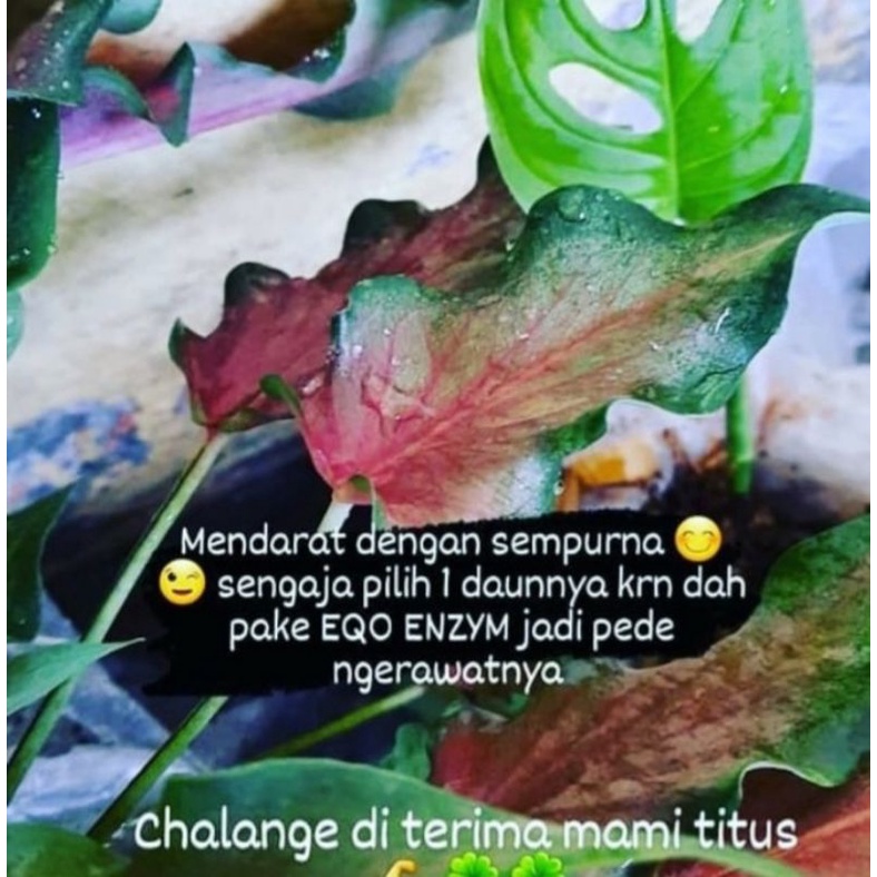 PUPUK CAIR ECO ENZIM EKO ENZYM CAIRAN PEMBASMI HAMA TANAMAN