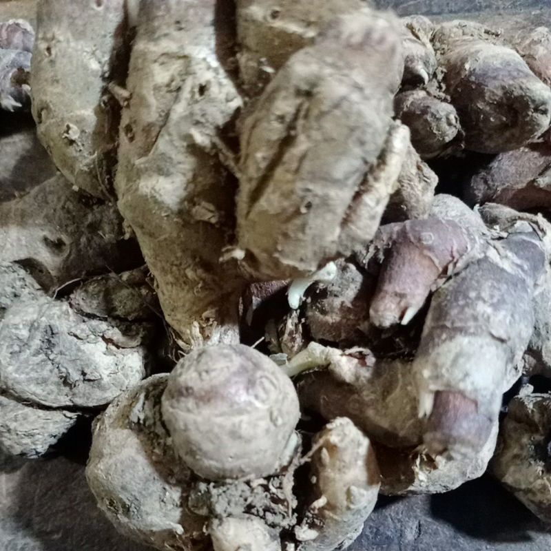 

Kencur Segar 500 gram