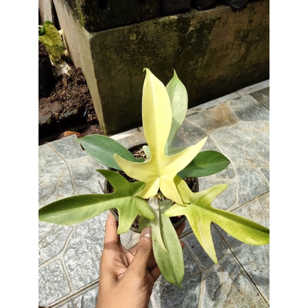 philodendron florida ghost mint