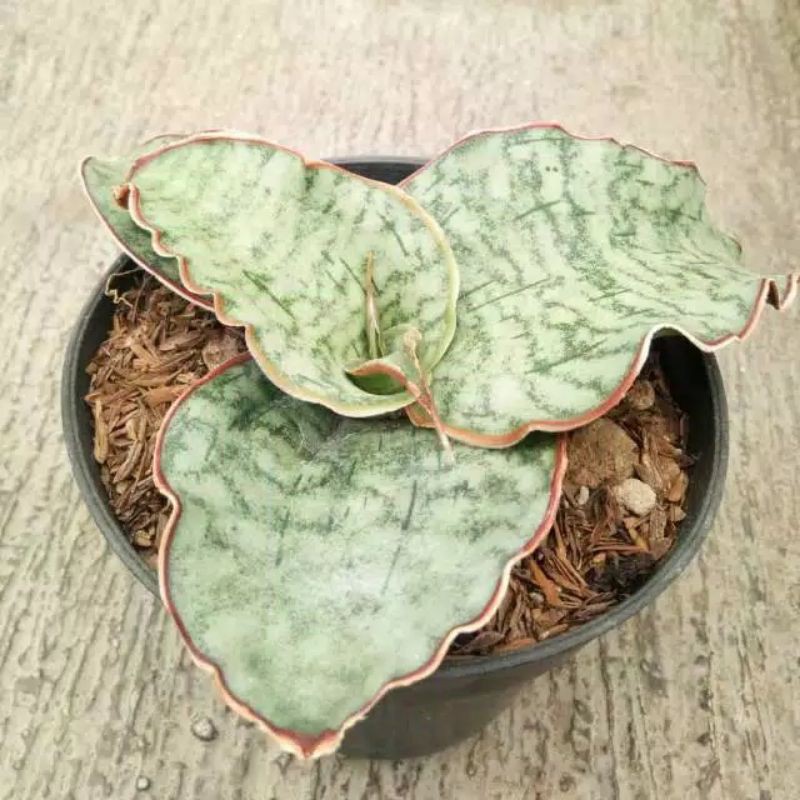 sensivera silver blue