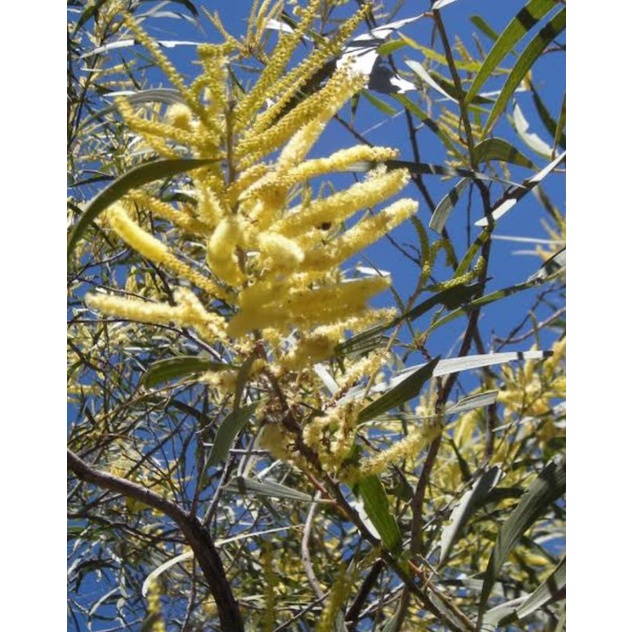 bibit akasia mangium