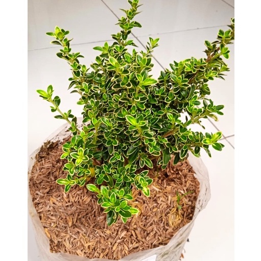 Tanaman Bonsai Mirten Varigata | Tanaman Krokot Mirten|Bonsai Varigata