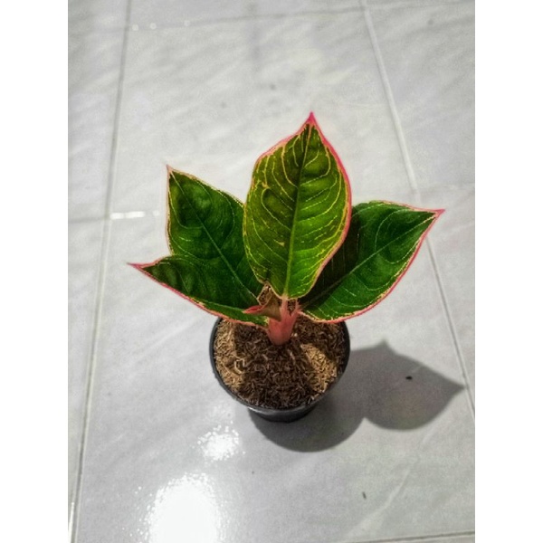 aglonema lipstik greg